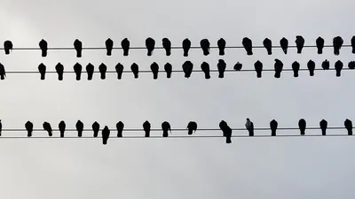 Почему сидящую на проводах птичку не бьет током | Географическое открытие |  Дзен
