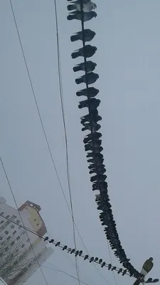 Птицезащитные устройства для ЛЭП в наличии - поставка оптом и в розницу по  России и СНГ