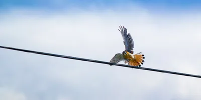 Гули | Пикабу