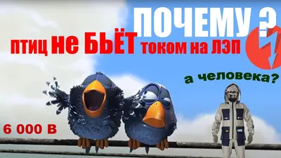 Почему птицы сидят на проводах под огромным напряжением, а их не бьёт  током? | Книга животных | Дзен