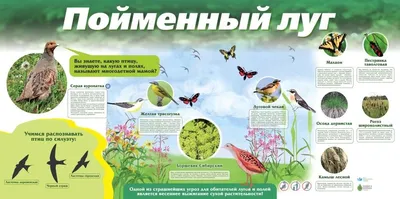 Красочная Птица Фасан На Лугу Оглядываясь Назад — стоковые фотографии и  другие картинки Вертикальный - Вертикальный, Весна, Дикая местность - iStock