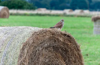 Птица Кукуруза Crake На Весеннем Лугу — стоковые фотографии и другие  картинки Птица - Птица, Кукуруза - урожай, Черный Crake - iStock