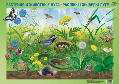 Птица Луг Поле - Бесплатное фото на Pixabay - Pixabay