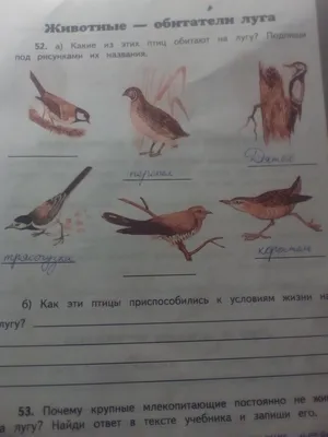 Воробей Травяном Лугу Птицы Дикой Природе Наблюдая Птицами стоковое фото  ©mary_smn 573854198