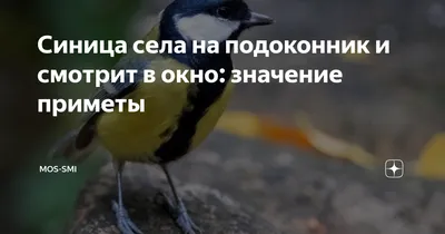 Синица села на подоконник и смотрит в окно: значение приметы | MOS-SMI |  Дзен