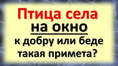 Синичкин день начинает акцию \"Покормите птиц\"