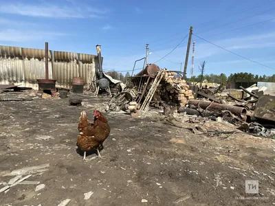 Ситуация на Южном Урале: В селах от мух не видно солнца - Российская газета