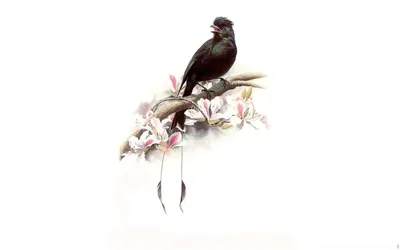 Bird Desktop Европейский Робин, Птица, животные, певчая птица png | PNGEgg