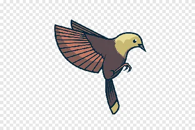 Попугай - Png (пнг) картинки и иконки без фона