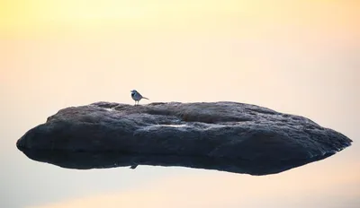 Сиротливая белая птица Ibis в дереве Стоковое Фото - изображение  насчитывающей сиротливо, одиночество: 132504554