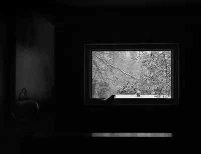 В Австралии редкие птицы из-за одиночества «забывают свои песни». Спасать  ситуацию принялись ученые