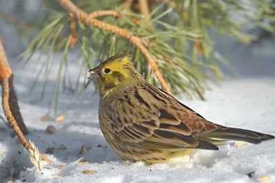 Овсянка-ремез (Ocyris rusticus). Птицы Европейской России.