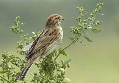Фотокаталог птиц: Обыкновенная овсянка (Emberiza citrinella)