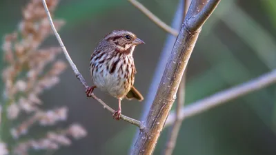 Обыкновенная овсянка / Emberiza citrinella птица фото голос