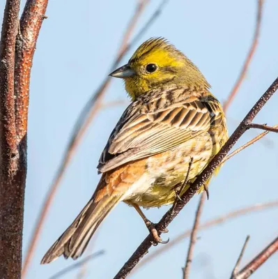 Женская камышовая овсянка в руке Ornithologist Стоковое Фото - изображение  насчитывающей звенеть, женщина: 29760974