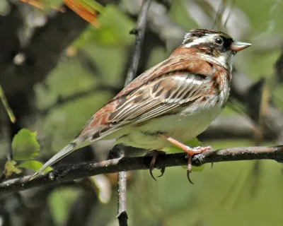 Полярная овсянка - eBird