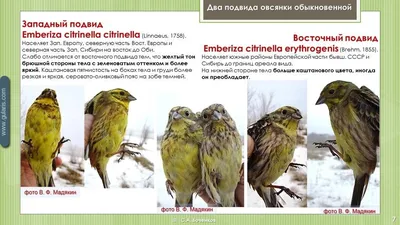 Овсянка обыкновенная западная, Овсянка обыкновенная восточная, Овсянка  белошапочная, Овсянка красноухая, Овсянка Годлевского, Овсянка  тростниковая, Овсянка полярная