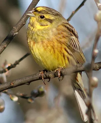 Кирилл Танаев Kirill Tanaev on Instagram: “Обыкновенная овсянка. Московская  область. Yellowhammer. Moscow region. #обыкновеннаяовсянка #Yellowhamm… в  2023 г | Птицы, Овсянка