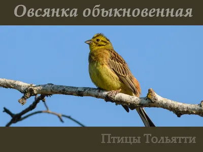 Овсянка ремез | Певчие птицы-птицы России