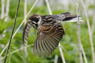 Изучаем песню обыкновенной овсянки Emberiza citrinella | gularis.com