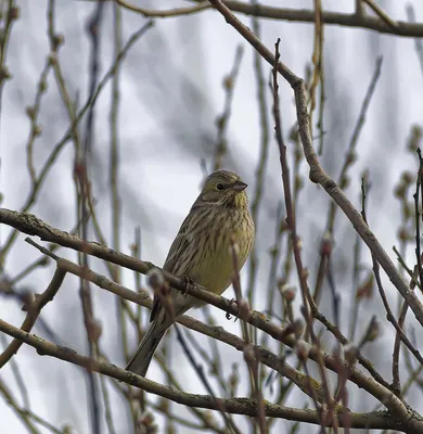 Овсянка обыкновенная Emberiza citrinella Yellowhammer