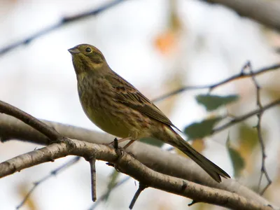 Овсянка обыкновенная Emberiza citrinella Yellowhammer