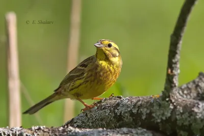 Голоса птиц Как поёт Овсянка обыкновенная Emberiza citrinella - YouTube