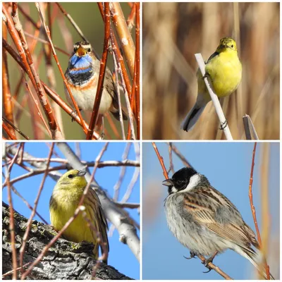 Фотография Овсянка-ремез (Emberiza rustica) Сихотэ-Алинский заповедник,  Приморский край, Россия | Фотобанк ГеоФото/GeoPhoto | GetImages Group