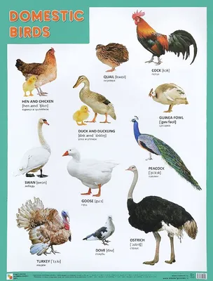 Плакат. Domestic Birds (англ.) / Домашние птицы, , Мозаика-Синтез купить  книгу 978-5-43150-955-1 – Лавка Бабуин, Киев, Украина