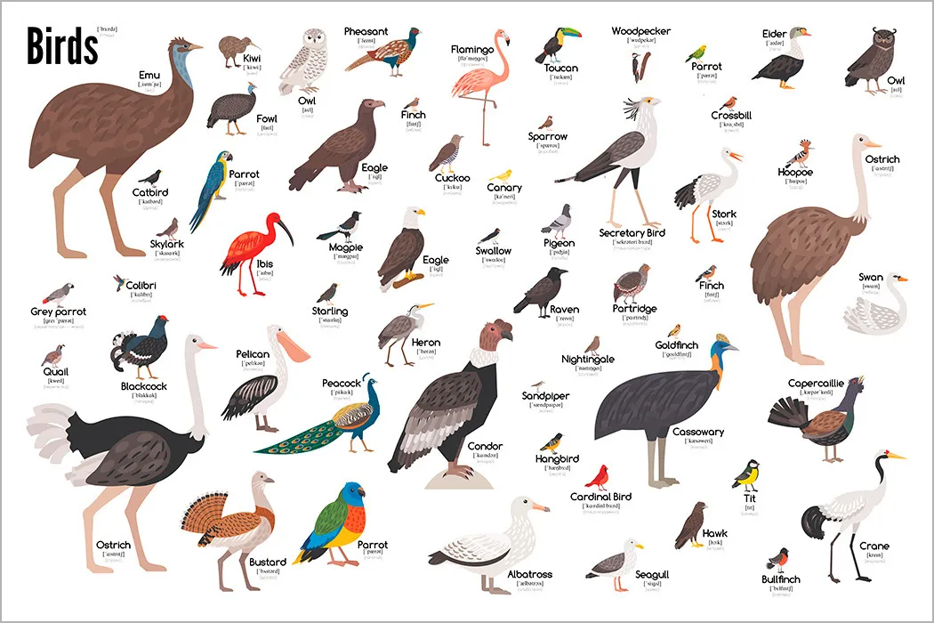 Перевести птиц на английский. Плакат птицы. Названия птиц на английском. Птицы на английском для детей. Птица на английском картинка.