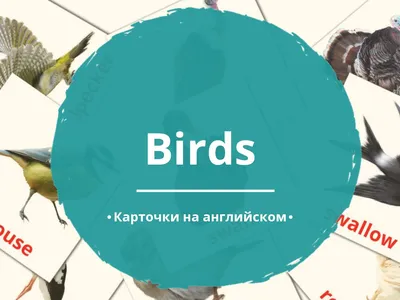 Книга Титул Развивашка. Птицы. Пособие для детей 3-6 лет. Английский язык  купить по цене 230 ₽ в интернет-магазине Детский мир