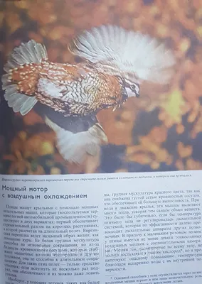 Серая Птица — стоковые фотографии и другие картинки Go Away - английское  словосочетание - Go Away - английское словосочетание, Африка,  Горизонтальный - iStock