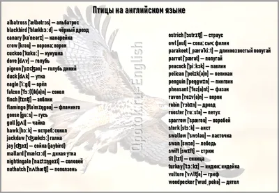 Чернолицая белая ржанка -- полярная птица (неизвестный английский автор,  1844) — гравюры и репродукции на Grafika.ru