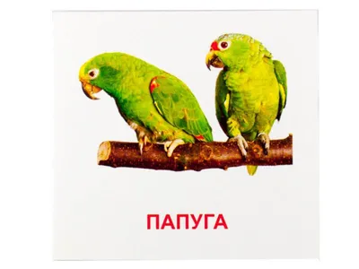 Птицы Исландии. Часть 2. Тупики