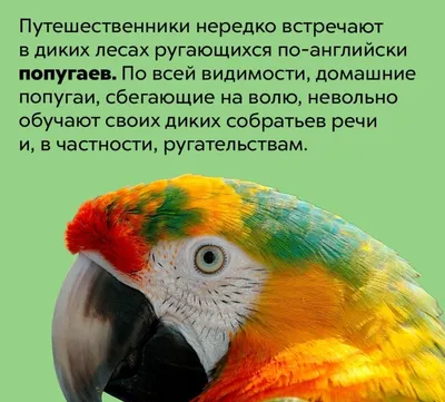 29 Бесплатных Картинок Птицы для Обучения на Английском | PDF