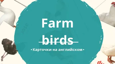 Английский с пеленок. Обучающие раскраски. Птицы. Ванагель Т.Е. купить за  100 рублей - Podarki-Market