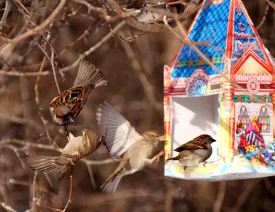 Природа на расстояниии вытянутой руки 🦉🌳 — Мастерская Kormushka_izbushka  на TenChat.ru