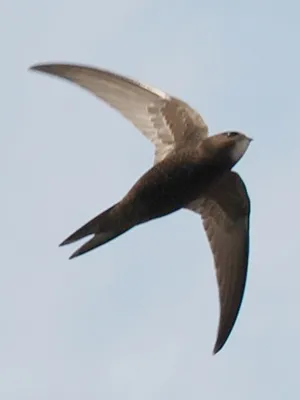 Экология скворца Sturnus vulgaris poltaratskyi в городе Новокузнецке – тема  научной статьи по биологическим наукам читайте бесплатно текст  научно-исследовательской работы в электронной библиотеке КиберЛенинка