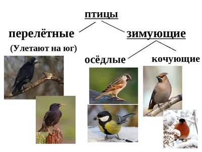 Птицы: истории из жизни, советы, новости, юмор и картинки — Лучшее,  страница 21 | Пикабу