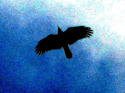 nelenaa — птицы — LiveJournal