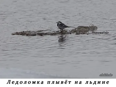 Хищные птицы - хищные птицы фото, сова хищная птица – ФотоКто