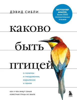 Жар-птичка средней полосы: где и как живет горихвостка | Вокруг Света