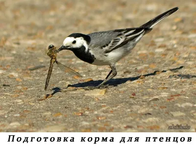 Каково быть птицей: о полетах и гнездовании, кормлении и пении. Как и чем  живут самые известные птицы на земле (Дэвид Сибли) - купить книгу с  доставкой в интернет-магазине «Читай-город». ISBN: 978-5-04-120222-4