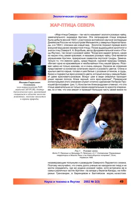 Удод, лысуха, султанка и другие птицы, которых можно увидеть в Сочи | Город  | Time Out