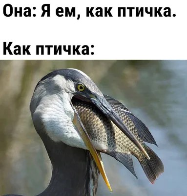 Милая Птичка Изолированная Птица Белый Фон Птица Черный Редстарт — стоковые  фотографии и другие картинки Redstart - iStock