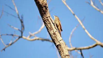 Милая маленькая красочная птица изолированной на белом фоне Общий воробей  дома Маленькая птичка в красивом стиле мультфильма В из Иллюстрация вектора  - иллюстрации насчитывающей немного, икона: 167000457