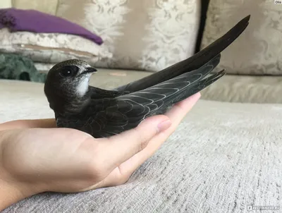 Что делать, если вы нашли птенца
