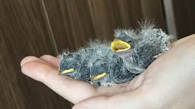 Аистов в окрестностях Даугавпилса становится всё больше. А вот люди всё  меньше помогают строить им гнёзда - Chayka.lv