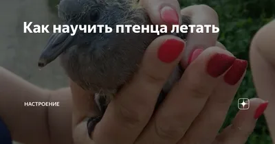 Помогите опознать птицу. Похожа на воробья, но не воробей. - Другие птицы -  Форумы Mybirds.ru - все о птицах