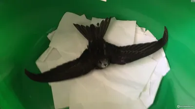 Птенец Синицы - Птенцы и слётки певчих птиц в руках человека - Форумы  Mybirds.ru - все о птицах